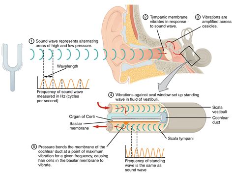 which ear is better for music: A Delve into Audio Perception and Its Quirky Asymmetry