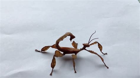 Why Do Stickbugs Dance: A Symphony of Shadows and Leaves